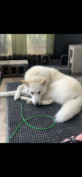 Lost Male Dog last seen Warman Ave and 16th street, Indianapolis, IN 46222