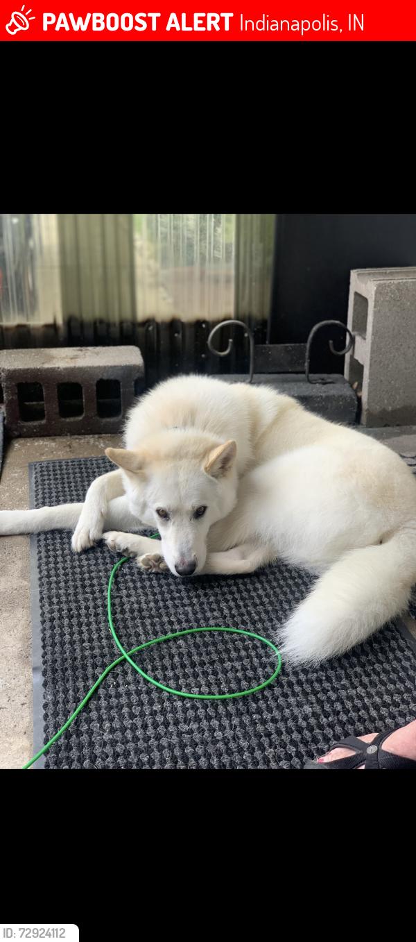 Lost Male Dog last seen Warman Ave and 16th street, Indianapolis, IN 46222