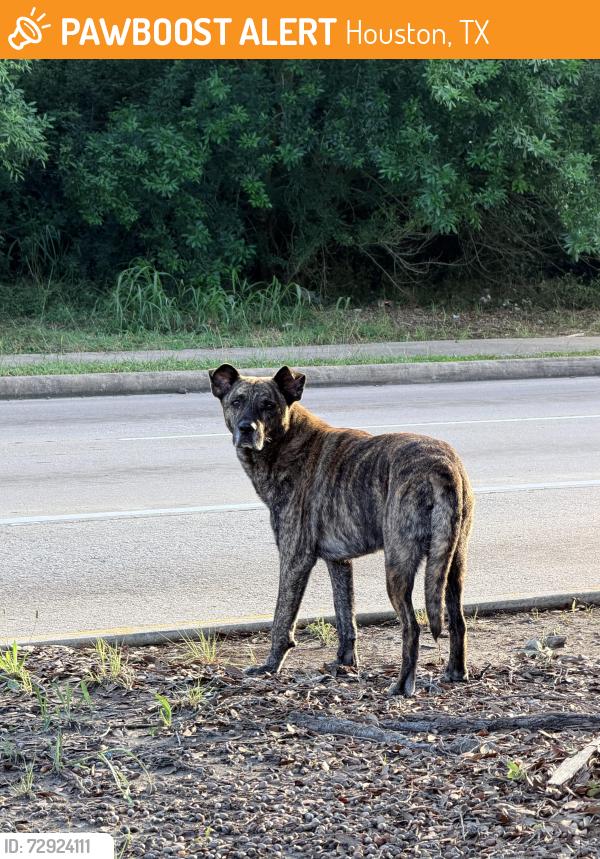Found/Stray Male Dog last seen W fuqua blvd and s post oak , Houston, TX 77045