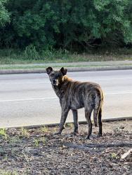 Found/Stray Male Dog last seen W fuqua blvd and s post oak , Houston, TX 77045