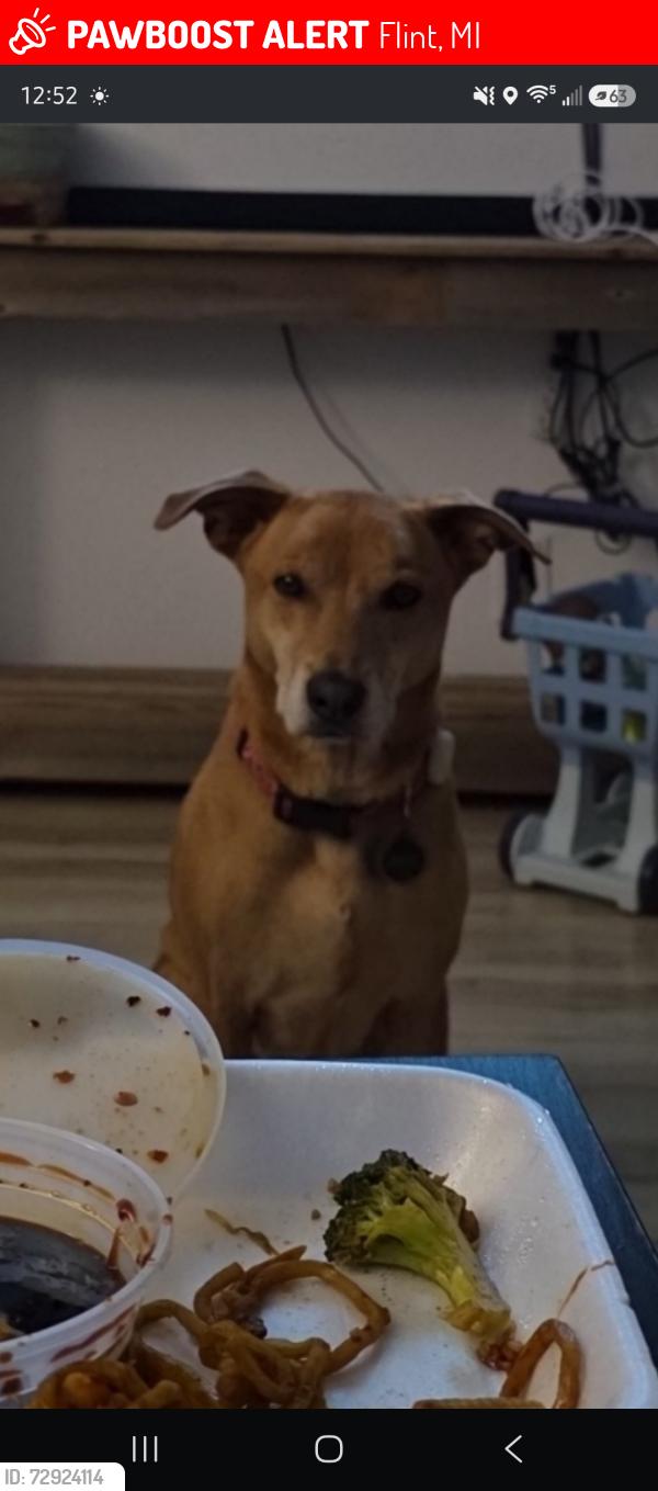 Lost Male Dog last seen Coldwater rd, Flint, MI 48505
