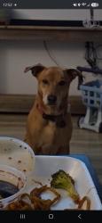 Lost Male Dog last seen Coldwater rd, Flint, MI 48505