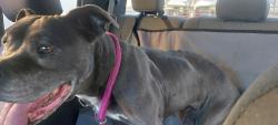 Found/Stray Female Dog last seen Lone Mountain and Teneya, Las Vegas, NV 89129