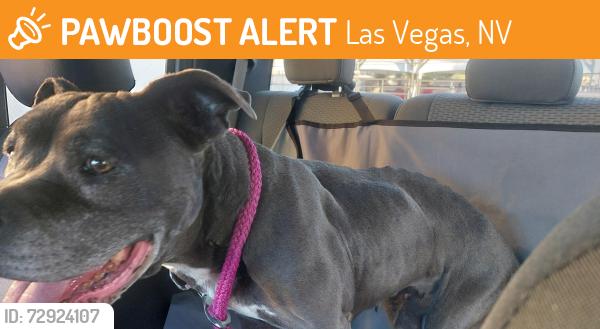Found/Stray Female Dog last seen Lone Mountain and Teneya, Las Vegas, NV 89129