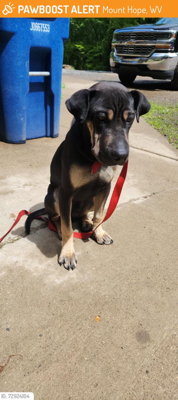 Found/Stray Male Dog last seen Main Street , Mount Hope, WV 25880