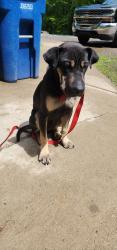 Found/Stray Male Dog last seen Main Street , Mount Hope, WV 25880