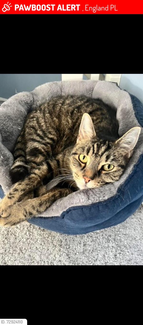 Lost Male Cat last seen Toby carvery , , England PL6