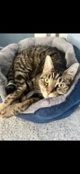 Lost Male Cat last seen Toby carvery , , England PL6