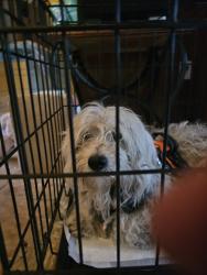 Found/Stray Male Dog last seen Antoine, Houston, TX 77088