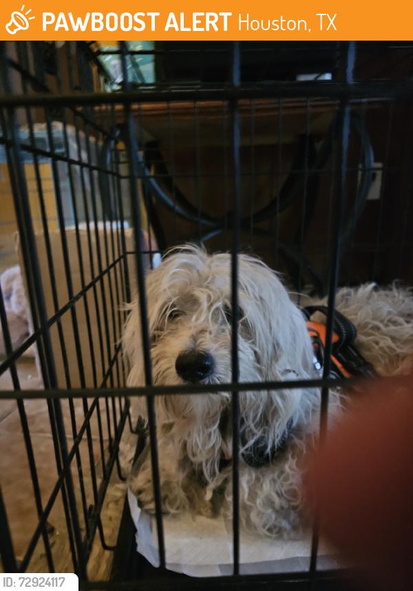 Found/Stray Male Dog last seen Antoine, Houston, TX 77088