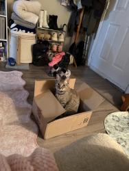 Lost Male Cat last seen Vivian Road, Kansas City, MO 64119