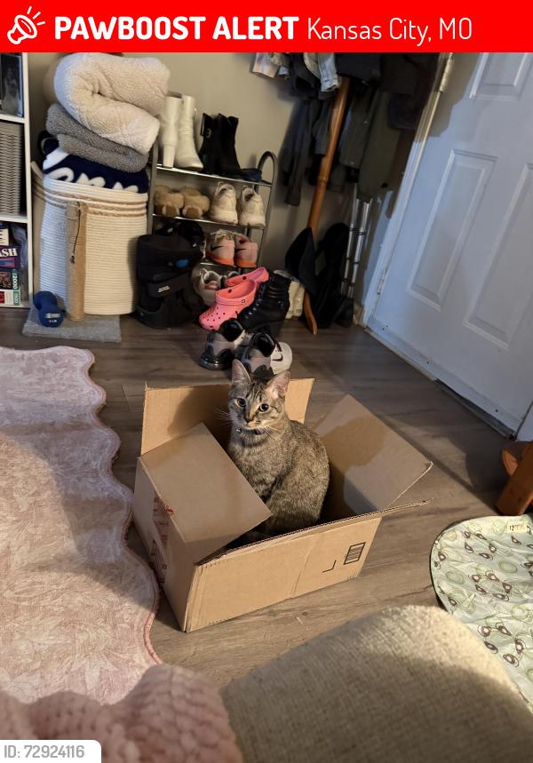 Lost Male Cat last seen Vivian Road, Kansas City, MO 64119