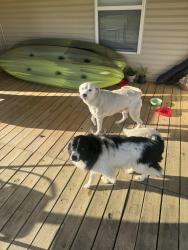 Reunited Male Dog last seen Highway 112 and Highway 37 cross section, Seligman, MO 65745