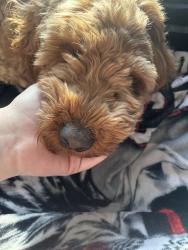 Reunited Male Dog last seen More selected area near MIT in payson utah, Payson, UT 84651