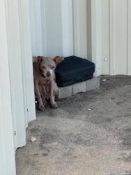 Reunited Unknown Dog last seen Near Farm to Market 2920, Spring, TX 77388, USA, Spring, TX 77388