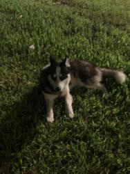 Found/Stray Unknown Dog last seen Shary rd en apmts shary manor , Mission, TX 78573