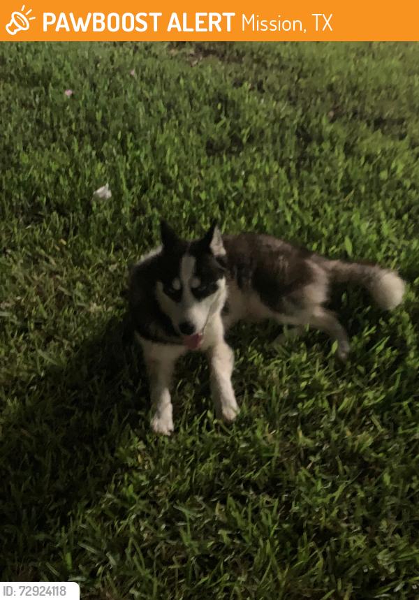 Found/Stray Unknown Dog last seen Shary rd en apmts shary manor , Mission, TX 78573