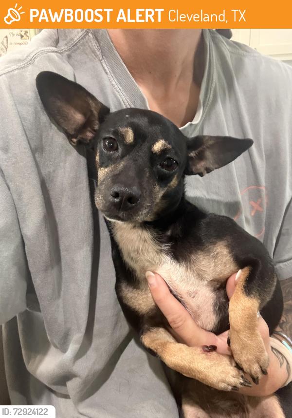 Found/Stray Female Dog last seen CR 332, Cleveland, TX 77327