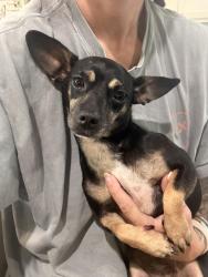 Found/Stray Female Dog last seen CR 332, Cleveland, TX 77327