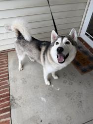 Reunited Male Dog last seen Kernersville Rd, Winston-Salem, NC 27107