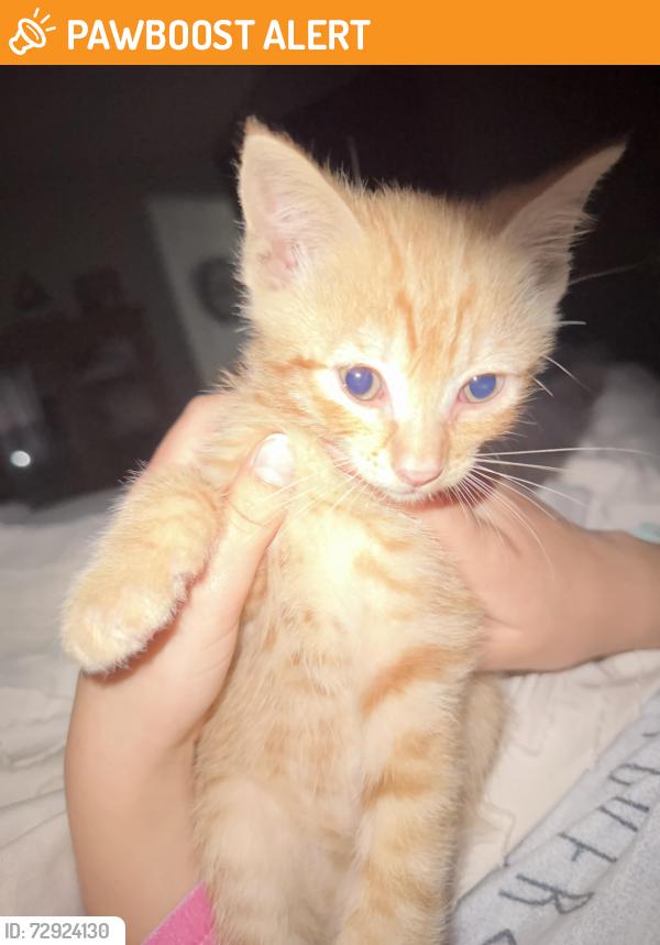 Found/Stray Male Cat last seen Condra dr. , Hamilton County, TN 37341