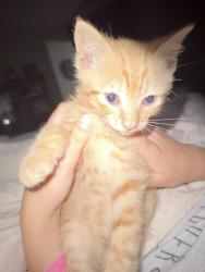 Found/Stray Male Cat last seen Condra dr. , Hamilton County, TN 37341