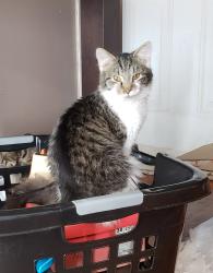 Lost Male Cat last seen Kentenia Baptist Church, Around the World , Harlan County, KY 40873