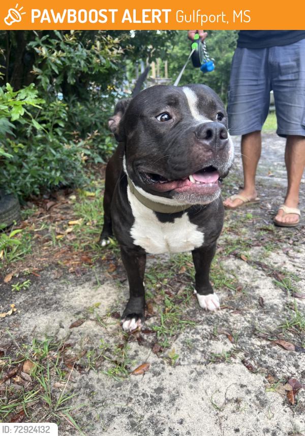 Found/Stray Male Dog last seen Hwy 605/Lorraine Rd, Gulfport, MS 39503