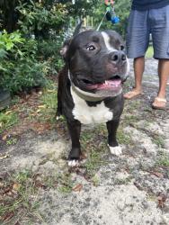 Found/Stray Male Dog last seen Hwy 605/Lorraine Rd, Gulfport, MS 39503