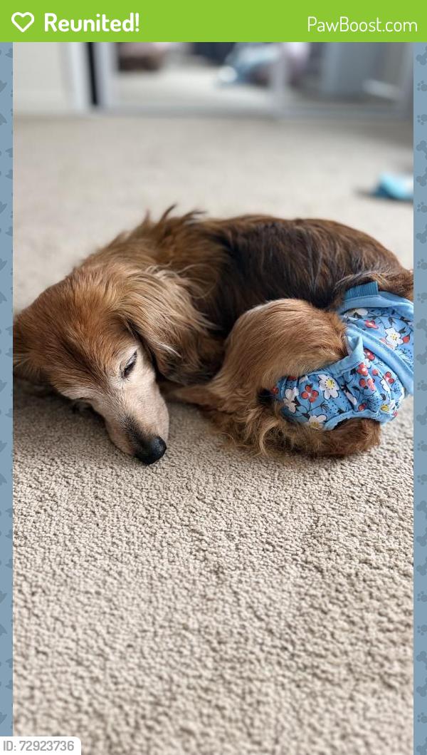 Reunited Female Dog last seen Near Yucca Ave, Las Vegas, NV 89104, USA, Las Vegas, NV 89104