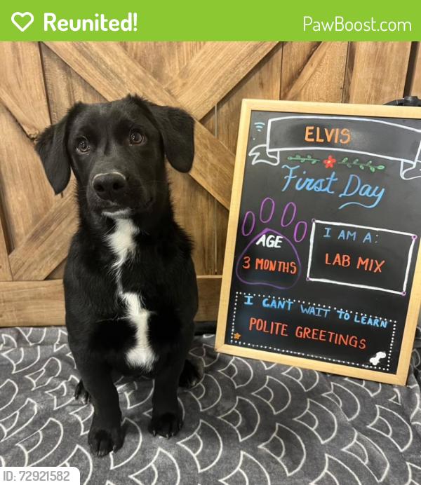 Reunited Male Dog last seen Lascassas pike and Simmons acres ln; near Busy Bee cafe and dollar general in Lascassas , Lascassas, TN 37085