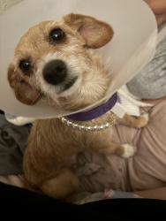 Lost Female Dog last seen Haines st , Mead Valley, CA 92570