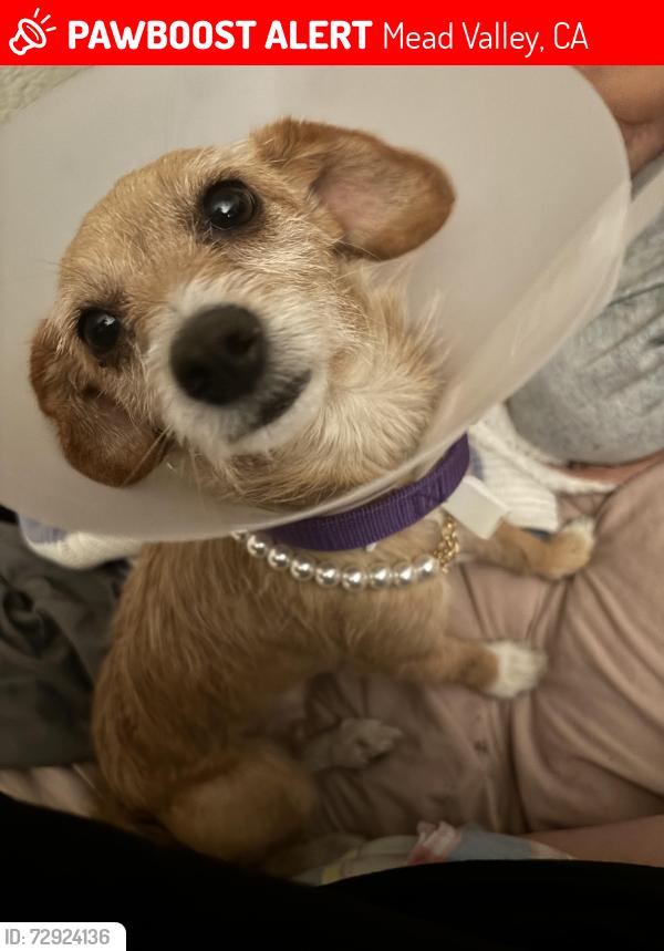 Lost Female Dog last seen Haines st , Mead Valley, CA 92570