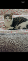 Lost Female Cat last seen Girton road and exton road , Nottingham, England NG5 1FY