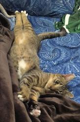 Lost Male Cat last seen SE 18th and SE Taggart, Portland, OR 97202