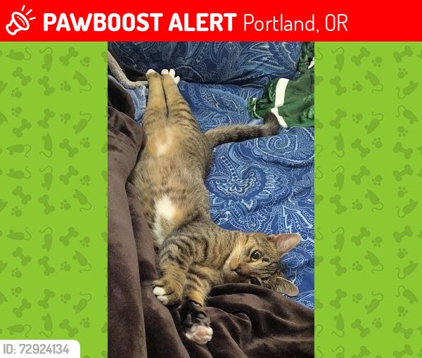 Lost Male Cat last seen SE 18th and SE Taggart, Portland, OR 97202