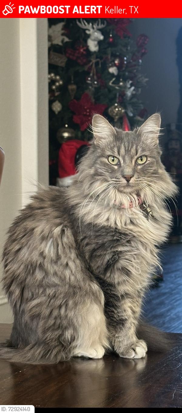 Lost Female Cat last seen Norma and bourland road , Keller, TX 76248