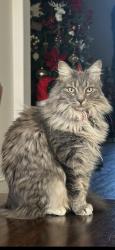 Lost Female Cat last seen Norma and bourland road , Keller, TX 76248