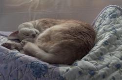 Lost Female Cat last seen Lake Ida and El Clair Ranch road, Palm Beach County, FL 33484
