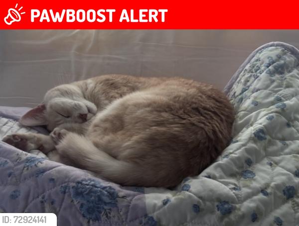 Lost Female Cat last seen Lake Ida and El Clair Ranch road, Palm Beach County, FL 33484