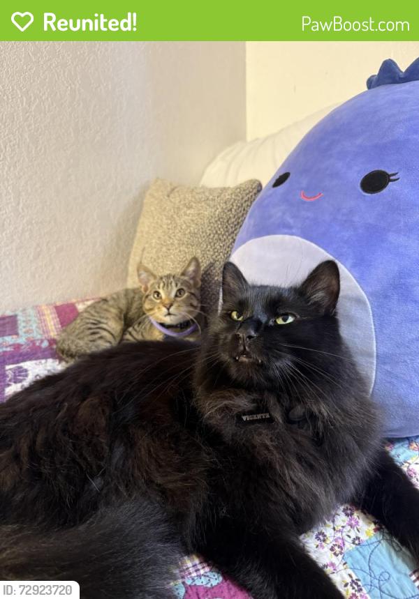 Reunited Male Cat last seen Near Stickney Ave, South St Paul, MN 55075, USA, South Saint Paul, MN 55075