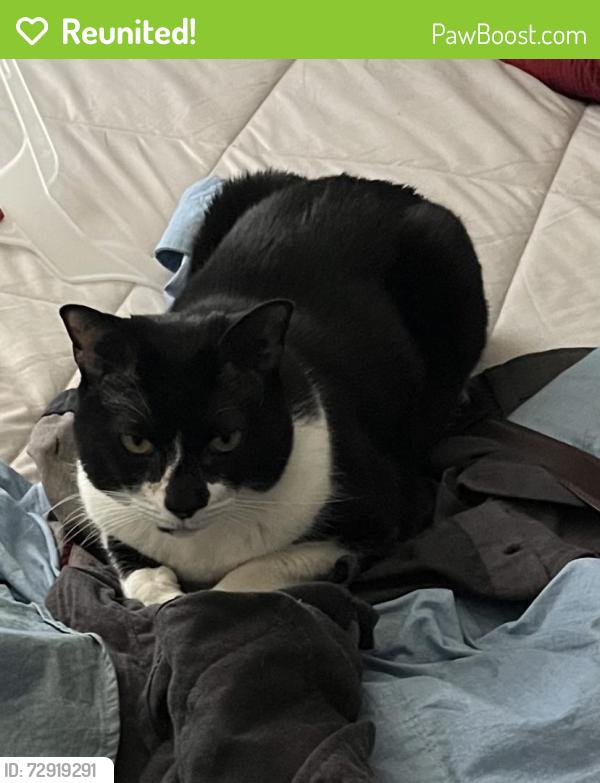 Reunited Female Cat last seen Mineral Springs and Hog Moubtain, Hoschton, GA 30548