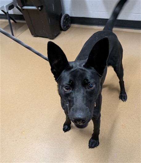 Shelter Stray Female Dog last seen OFALLON, St. Peters, MO 63376