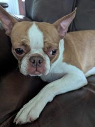 Reunited Female Dog last seen Near S Lakeshore Dr, Shreveport, LA 71119