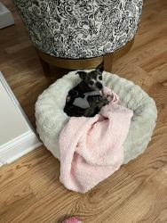 Reunited Female Dog last seen York and Colfax, Elmhurst, IL 60126