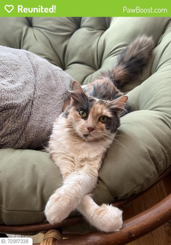 Reunited Female Cat last seen Grove and Lavergne, Skokie, IL 60077