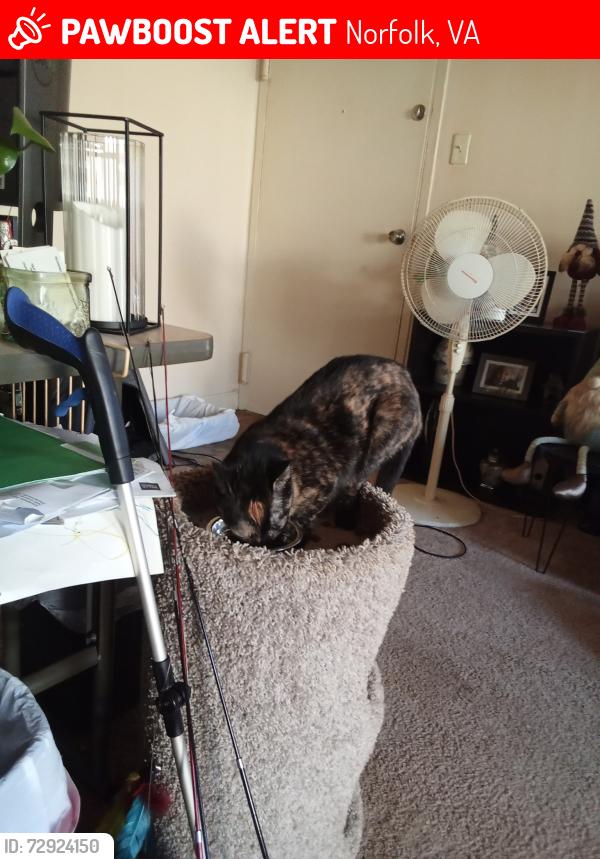 Lost Female Cat last seen Gifford st apmt complex, Norfolk, VA 23518