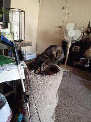 Lost Female Cat last seen Gifford st apmt complex, Norfolk, VA 23518