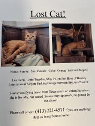 Reunited Female Cat last seen Terminal A, between elevator B and C, Windsor Locks, CT 06096