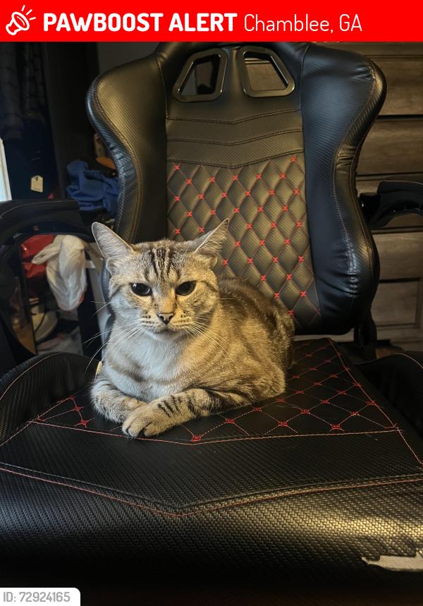 Lost Male Cat last seen street, Chamblee, GA 30341